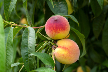 Peaches in nature