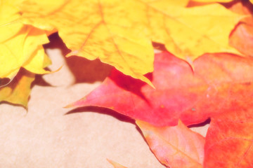 Yellow, green, red leaves of trees.