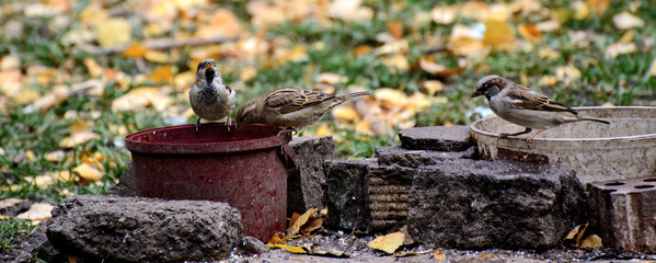 Sparrows in the park are sitting on the edge of rusty pipes. The concept is environmental protection. Waste disposal