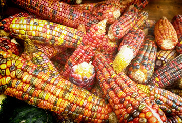 Autumnal view of multicolored cob of flint corn with hard  kernels very decorative on sell at the market