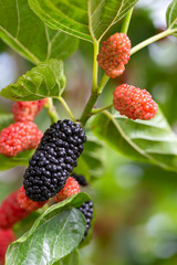 Mulberry fruit tree, Izmir / Turkey