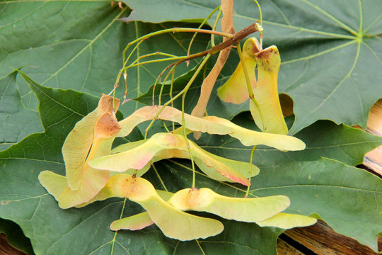 fruit sec de l '&eacute;rable