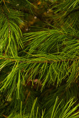 green spruce branch