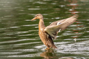 Duck takes off from a pond, wide open wings.