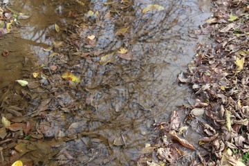 Autumn muddy puddle with fallen leaves and reflection of trees and blue sky