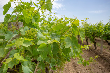 Fototapeta na wymiar The grapes vineyard, agriculture (Turkey Izmir vineyards)