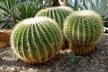 Barrel Cactus in Hot Sun