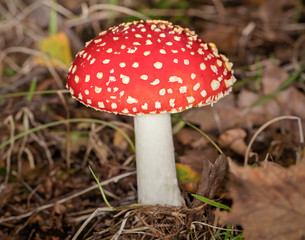 fly agaric in the forest