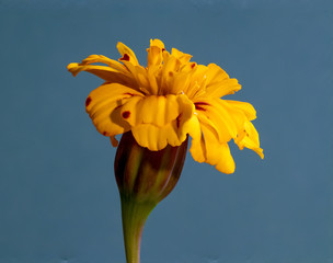 yellow flower on blue background