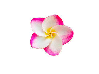 Fototapeta na wymiar Pink plumeria frangipani tropical flowers isolated on the white background with clipping path