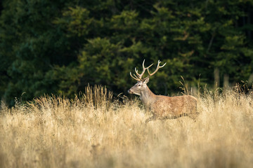 Red deer stag (Cervus elaphus) during the rutting season. Carpathians