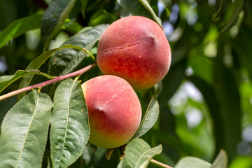 Peach tree, Izmir / Turkey