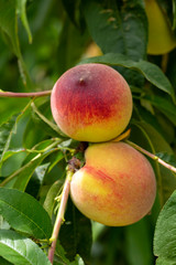 Peach tree, Izmir / Turkey