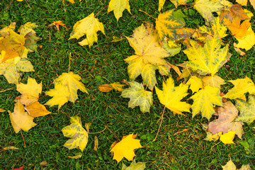autumn leaves background