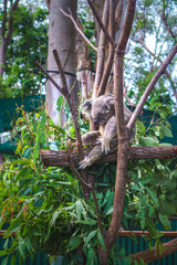 Beautiful close-up of a cute koala bear sitting on an eucalyptus tree. Wild life animal in nature. Queensland, Australia.