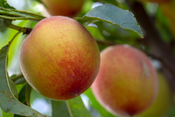 Peach tree, Izmir / Turkey