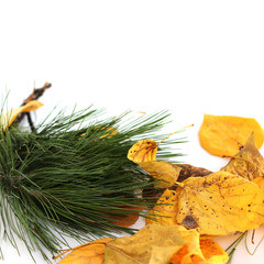 A pile of autumn colored leaves isolated on a white background. A bunch of different autumn dry leaves and a pine branch. Copy space