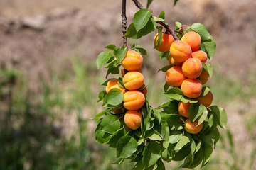 Apricot tree, Izmir / Turkey