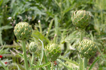 Fototapeta premium Green fresh artichoke field, Izmir / Turkey