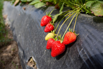 Fresh tasty ready for harvest ripe red and unripe green strawberries growing on strawberry farm