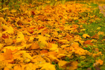 autumn leaves background