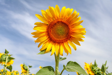 Obraz premium Sunflower field