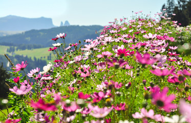 Obraz na płótnie Canvas Bergblumen Südtirol Blüten Schlern Wiese Weide Massicio Dello Sciliar Gebirge Dolomiten Alpen Idyll bunt Blüten Italien pink magenta rosa Panorama Kulisse Blumen