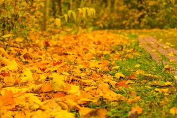 autumn leaves background