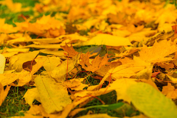 autumn leaves background