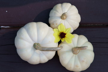 White Pumpkins in the festive season