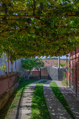 Fototapeta na wymiar Vineyard of green and purple grapes in a house of a European village ready to harvest and eat or prepare wine