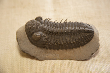 Trilobites on a rock. Prehistoric Sea Animals