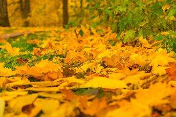 autumn leaves background