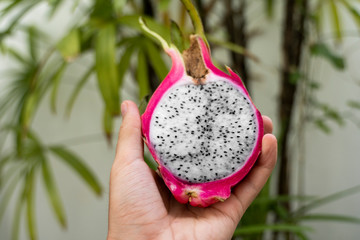 Male hand holding a dragon fruit with a palm tree on a background. Slice of white dragon fruit or...