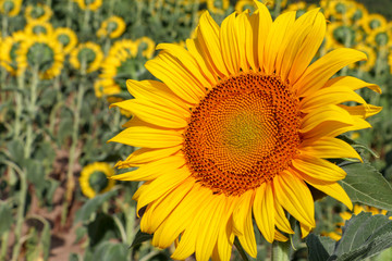 Obraz premium Sunflower field