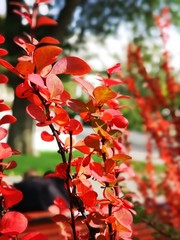 Red bush with red berries