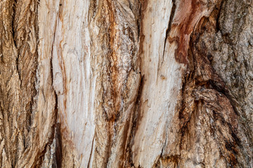 Closeup Tree Bark Texture For Background or Overlay	