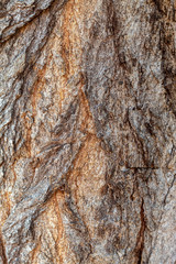 Closeup Tree Bark Texture For Background or Overlay	