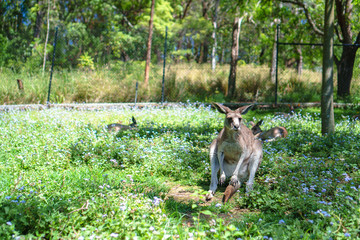 Naklejka na ściany i meble Cute kangaroo laying in the sun on a lush green grass in Currumbin Wildlife Sanctuary on a Gold Coast, Queensland, Australia. 