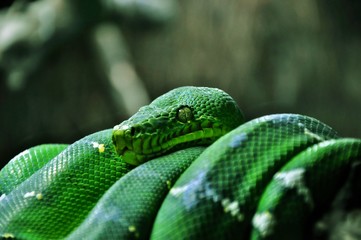 Serpent en gros plan.