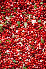 Red ripe berries of a cowberry (lingonberry, Vaccinium vitis-idaea, partridgeberry) with green leaves.