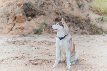 Husky dog with brown eyes on the background of the of a sandy seaside