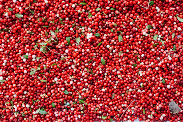 Red ripe berries of a cowberry (lingonberry, Vaccinium vitis-idaea, partridgeberry) with green leaves.
