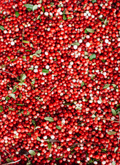 Red ripe berries of a cowberry (lingonberry, Vaccinium vitis-idaea, partridgeberry) with green leaves.