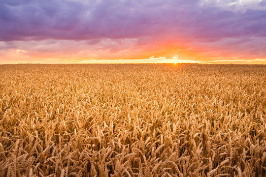 wheat field in the evening © alexugalek