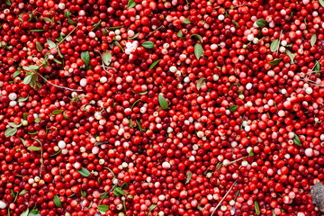 Red ripe berries of a cowberry (lingonberry, Vaccinium vitis-idaea, partridgeberry) with green leaves.