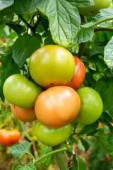 Tomatoes field greenhouse, Antalya / Turkey