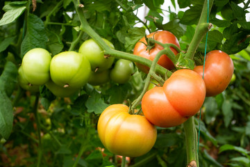 Tomatoes field greenhouse, Antalya / Turkey