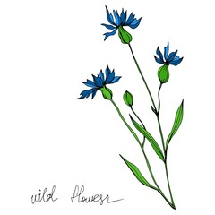 Vector Wildflowers floral botanical flowers. Black and white engraved ink art. Isolated flowers illustration element.