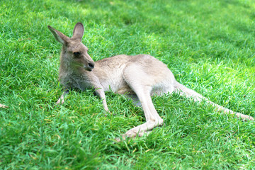 Cute kangaroo laying in the sun on a lush green grass in Currumbin Wildlife Sanctuary on a Gold Coast, Queensland, Australia. 